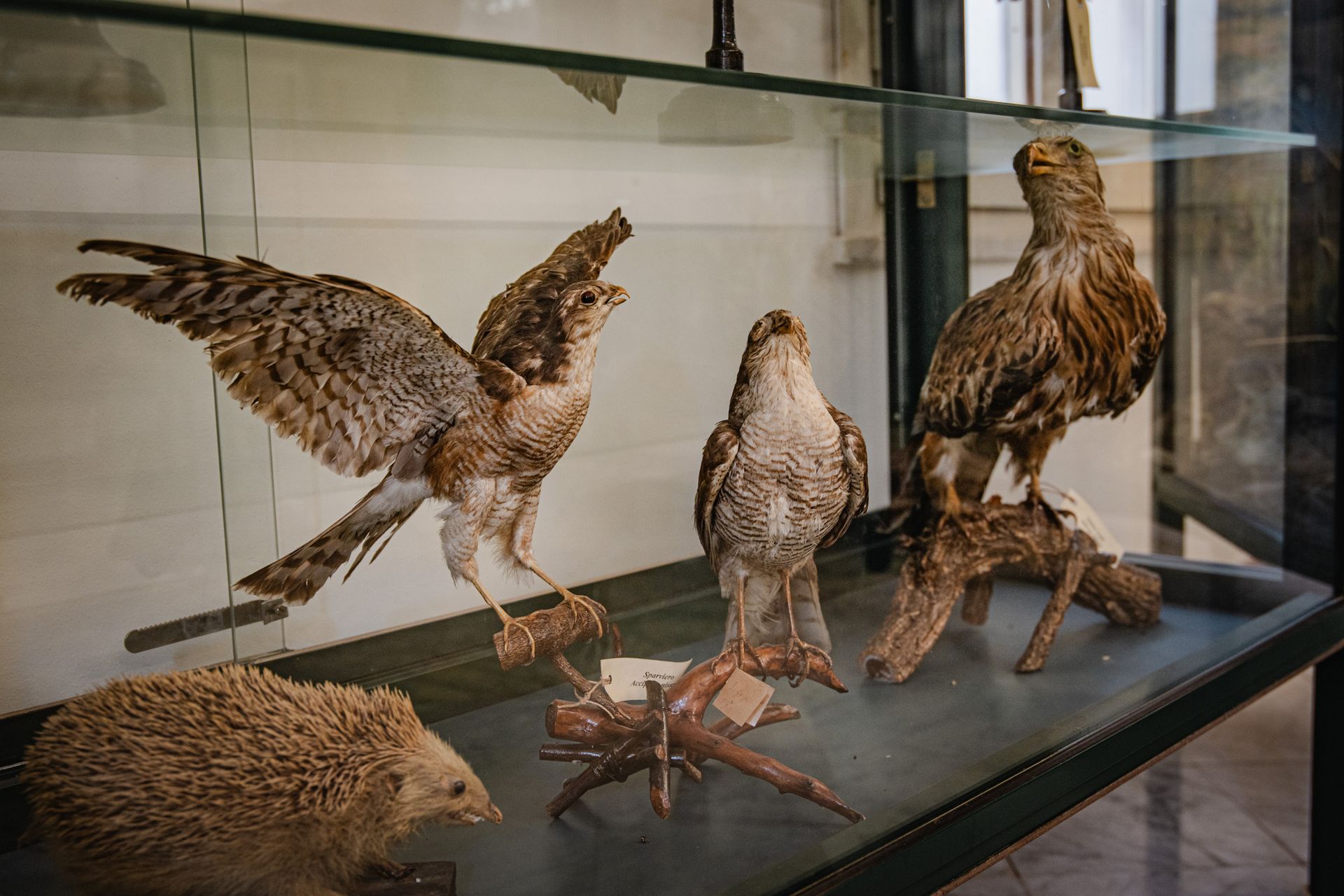 museo-mandralisca-5